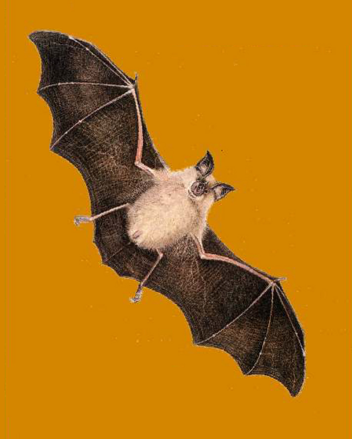 Storie di pipistrelli all'Oasi Naturalistica di Isola Sant'Antonio